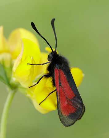 54.004 BF172 Transparent Burnet Zygaena purpuralis