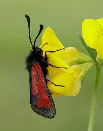 54.004 BF172 Transparent Burnet Zygaena purpuralis