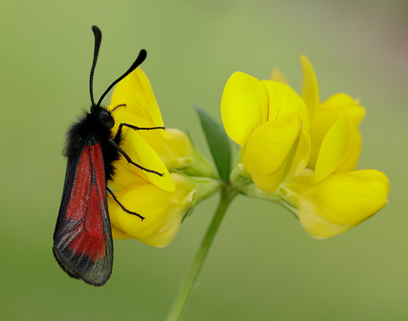 54.004 BF172 Transparent Burnet Zygaena purpuralis