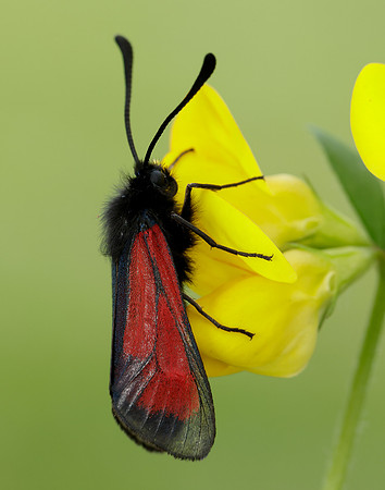54.004 BF172 Transparent Burnet Zygaena purpuralis