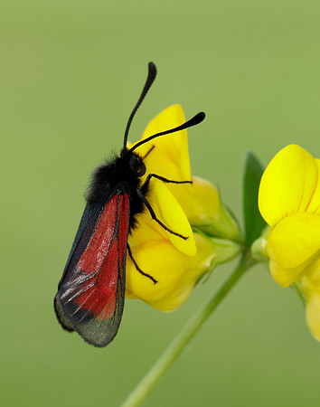 54.004 BF172 Transparent Burnet Zygaena purpuralis