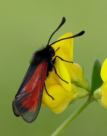 54.004 BF172 Transparent Burnet Zygaena purpuralis