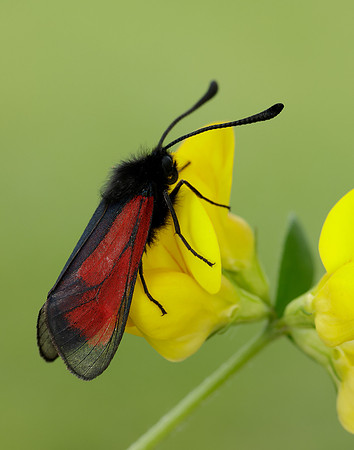 54.004 BF172 Transparent Burnet Zygaena purpuralis