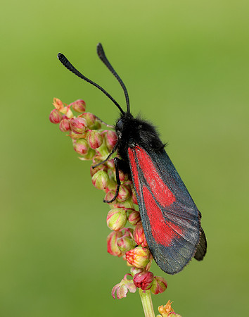 54.004 BF172 Transparent Burnet Zygaena purpuralis
