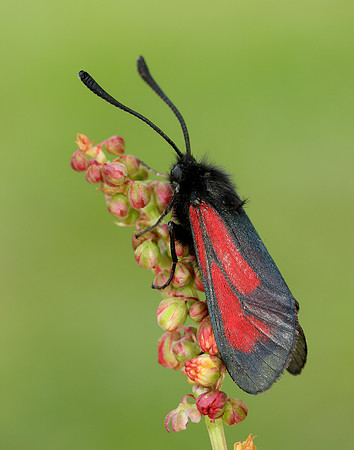 54.004 BF172 Transparent Burnet Zygaena purpuralis