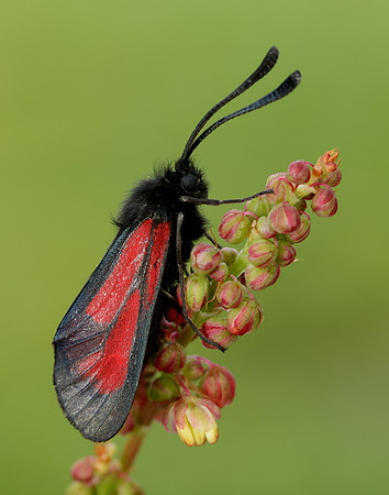 54.004 BF172 Transparent Burnet Zygaena purpuralis