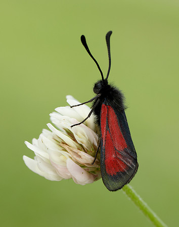54.004 BF172 Transparent Burnet Zygaena purpuralis