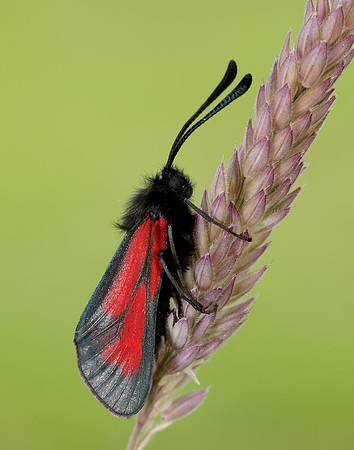 54.004 BF172 Transparent Burnet Zygaena purpuralis