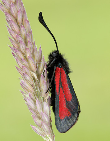 54.004 BF172 Transparent Burnet Zygaena purpuralis