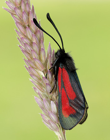 54.004 BF172 Transparent Burnet Zygaena purpuralis
