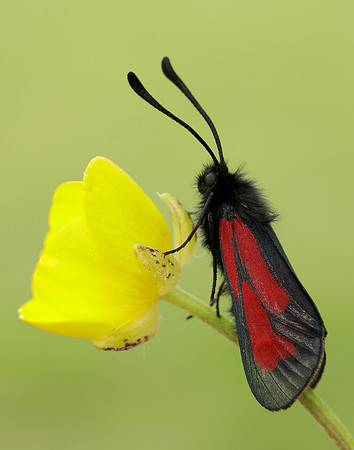 54.004 BF172 Transparent Burnet Zygaena purpuralis