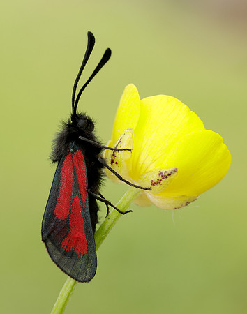 54.004 BF172 Transparent Burnet Zygaena purpuralis