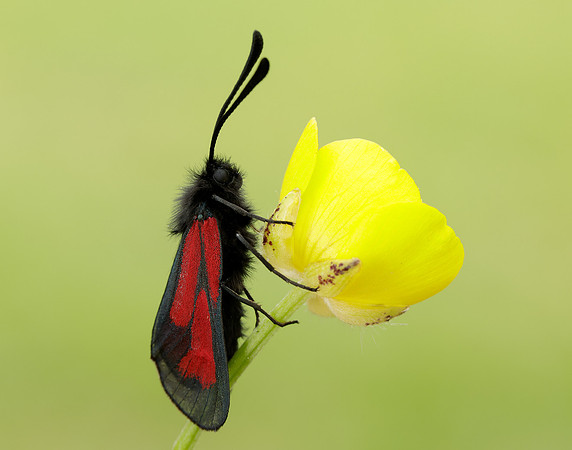 54.004 BF172 Transparent Burnet Zygaena purpuralis