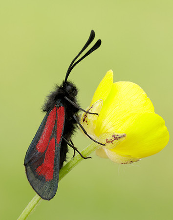 54.004 BF172 Transparent Burnet Zygaena purpuralis