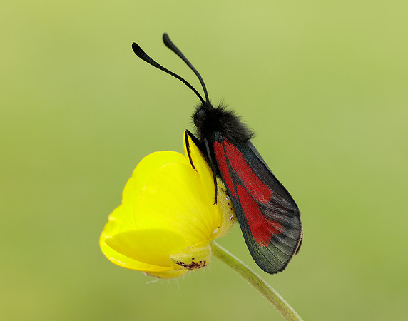 54.004 BF172 Transparent Burnet Zygaena purpuralis