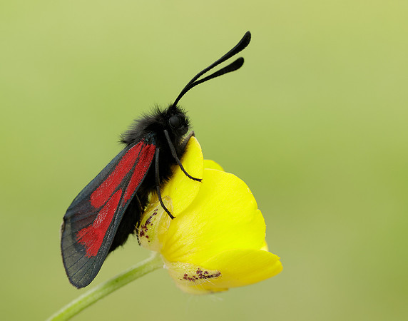 54.004 BF172 Transparent Burnet Zygaena purpuralis