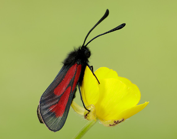 54.004 BF172 Transparent Burnet Zygaena purpuralis