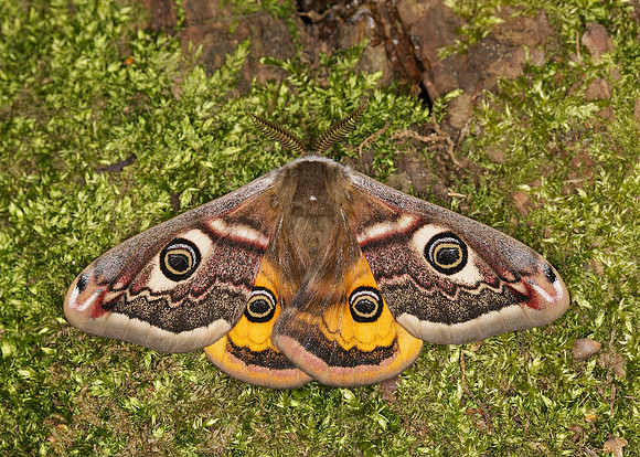 68.001BF 1643 Emperor Moth Saturnia pavonia