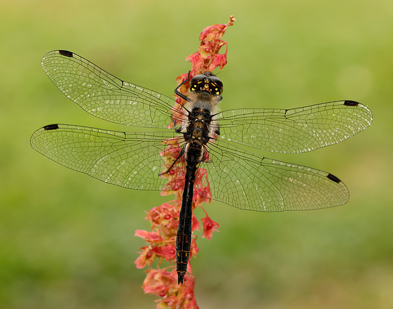 Black Darter Sympetrum danae