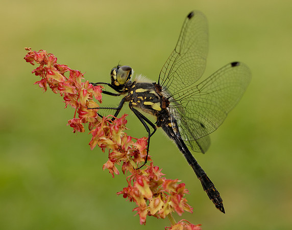 Black Darter Sympetrum danae
