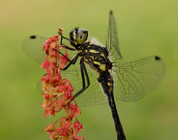 Black Darter Sympetrum danae
