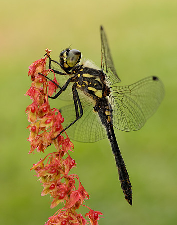 Black Darter Sympetrum danae