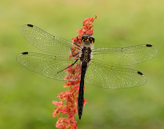 Black Darter Sympetrum danae