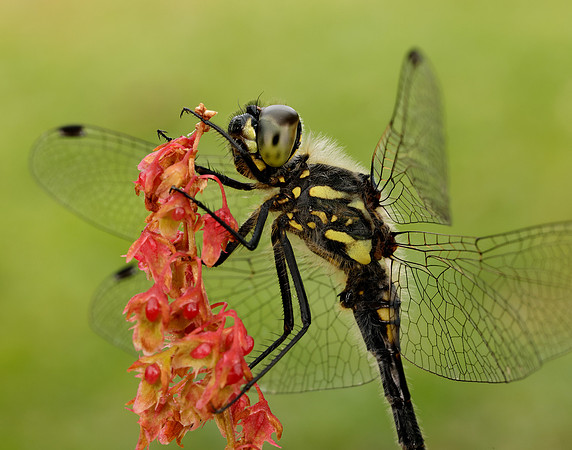 Black Darter Sympetrum danae