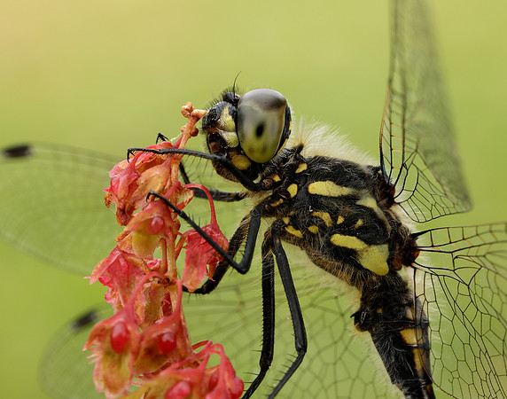 Black Darter Sympetrum danae