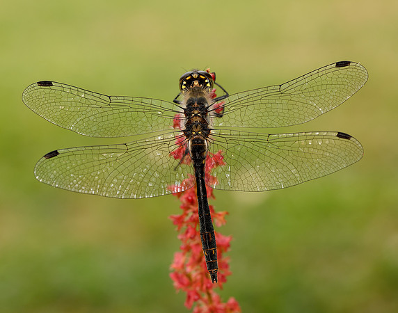 Black Darter Sympetrum danae
