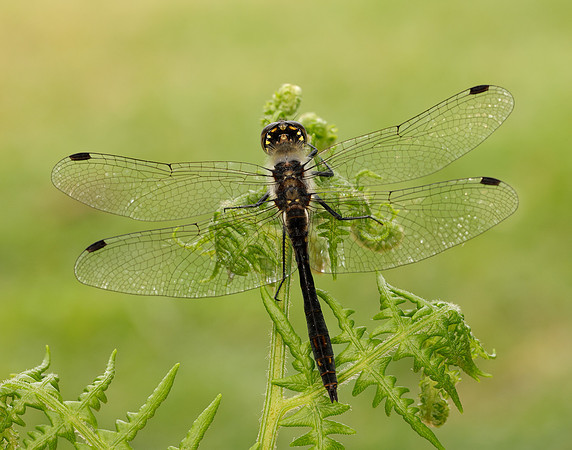 Black Darter Sympetrum danae