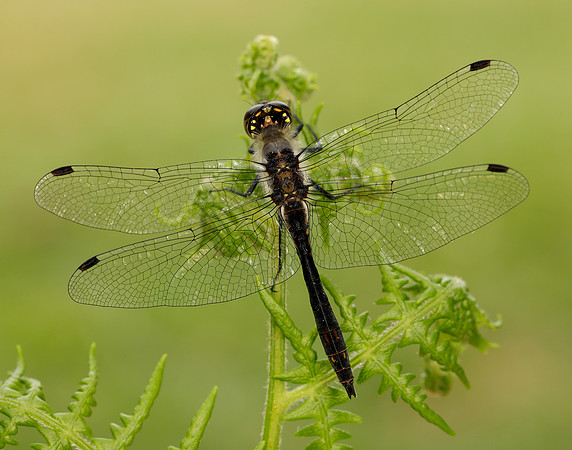 Black Darter Sympetrum danae