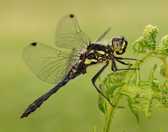 Black Darter Sympetrum danae