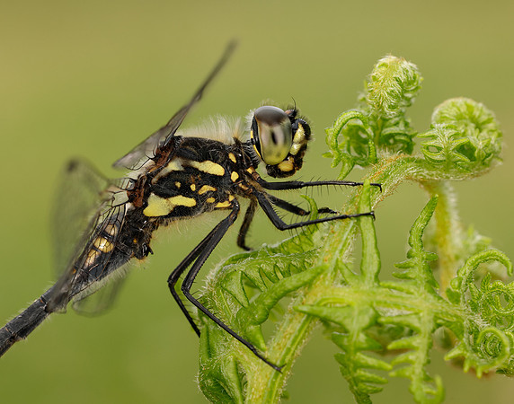 Black Darter Sympetrum danae