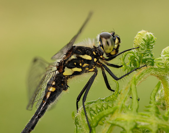 Black Darter Sympetrum danae