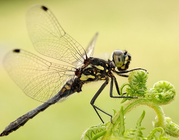 Black Darter Sympetrum danae