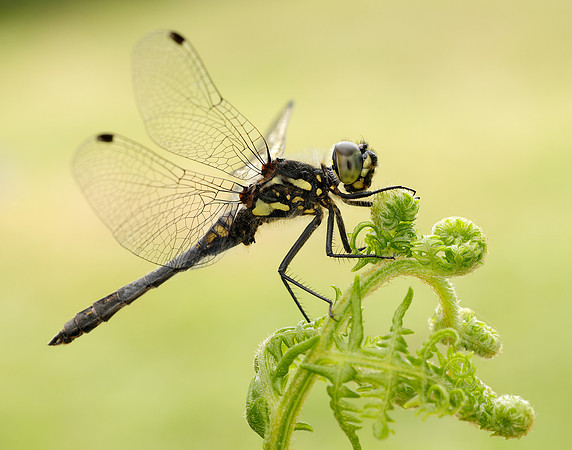 Black Darter Sympetrum danae
