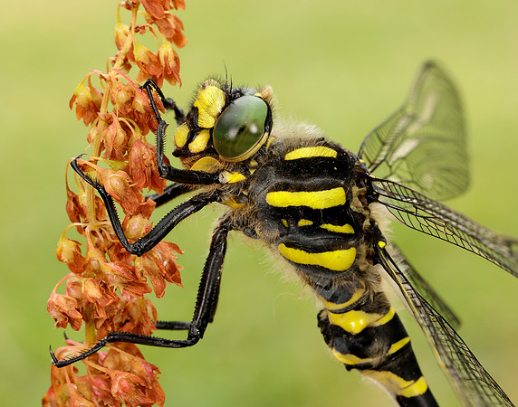 Golden-ringed Dragonfly Cordulegaster boltonii
