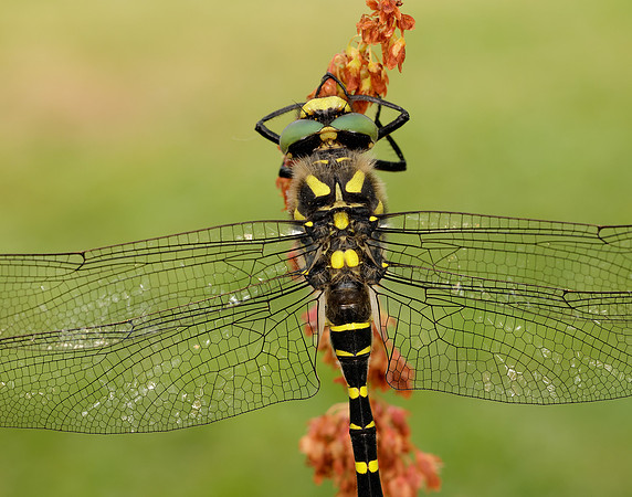 Golden-ringed Dragonfly Cordulegaster boltonii