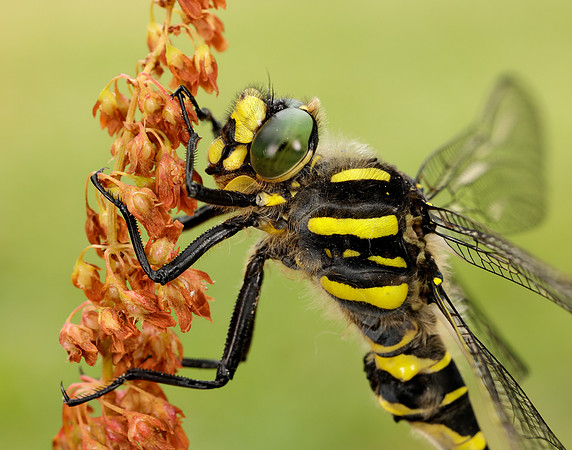 Golden-ringed Dragonfly Cordulegaster boltonii