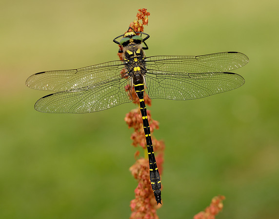 Golden-ringed Dragonfly Cordulegaster boltonii