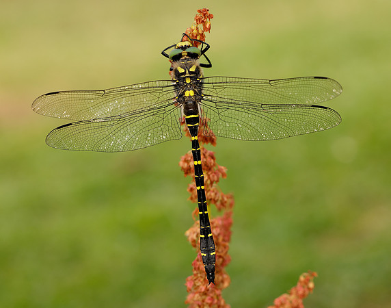 Golden-ringed Dragonfly Cordulegaster boltonii