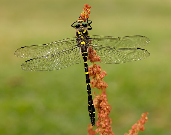 Golden-ringed Dragonfly Cordulegaster boltonii