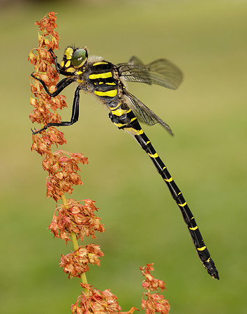 Golden-ringed Dragonfly Cordulegaster boltonii