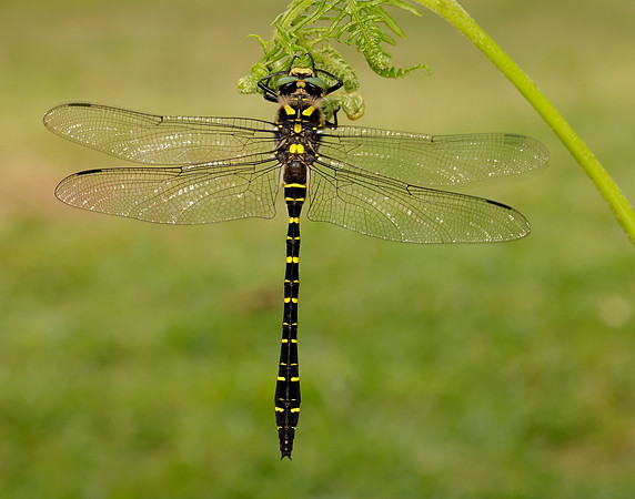 Golden-ringed Dragonfly Cordulegaster boltonii