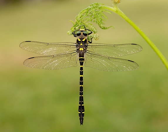 Golden-ringed Dragonfly Cordulegaster boltonii