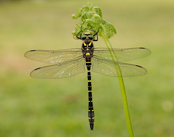 Golden-ringed Dragonfly Cordulegaster boltonii