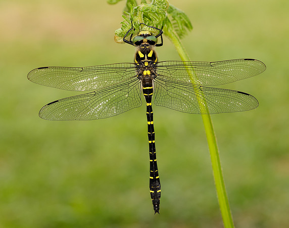 Golden-ringed Dragonfly Cordulegaster boltonii