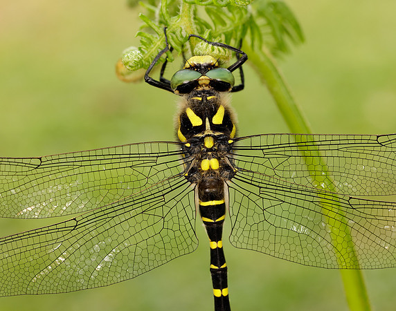 Golden-ringed Dragonfly Cordulegaster boltonii