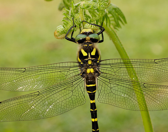 Golden-ringed Dragonfly Cordulegaster boltonii